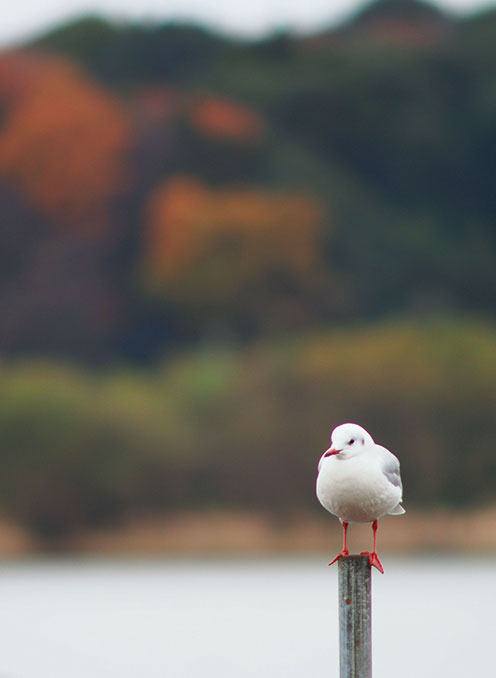 ユリカモメ